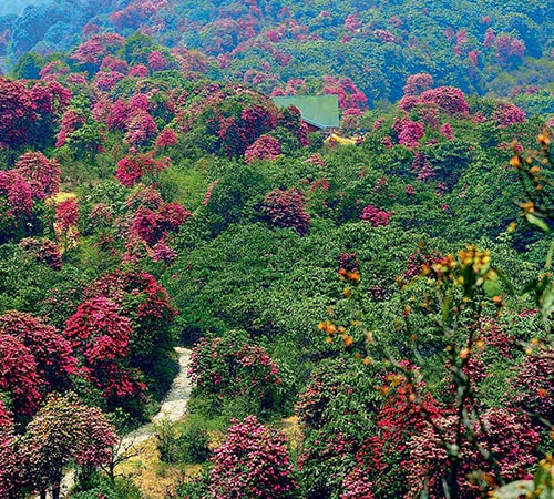 SIKKIM RHODODENDRON TREK